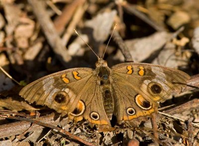 Common Buckeye (Junonia coenia)