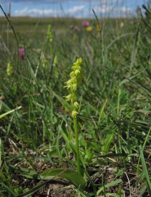 Honungsblomster (Herminium monorchis)