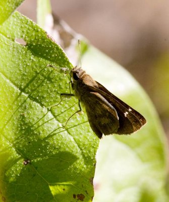 Fawn spotted Skipper (Cymaenes trebius)