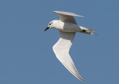 Gull-billed Tern (Gelochelidon nilotica)