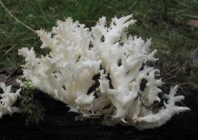 Koralltaggsvamp (Hericium coralloides)