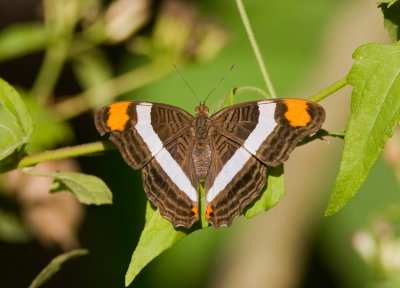 Band-celled Sister (Adelpha fessonia)