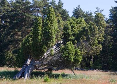 En (Juniperus communis)