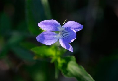 Storviol (Viola elatior)
