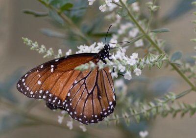 Soldier (Danaus eresimus)