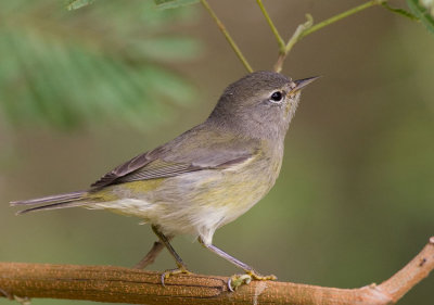 Orange-crowned Warbler (Vermivora celata)