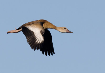 Black-bellied Whistling-Duck (Dendrocygna autumnalis)