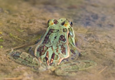 Rio Grande Leopard Frog (Rana berlandieri)