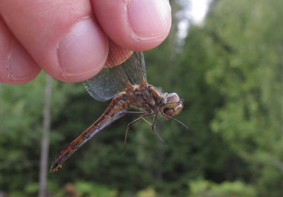 Tegelrd ngstrollslnda (Sympetrum vulgatum)