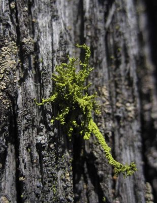 Varglav (Letharia vulpina)