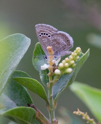 Reakirtīs Blue (Echinargus isola)