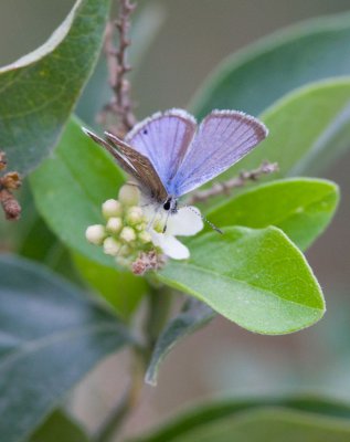 Reakirtīs Blue (Echinargus isola)