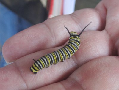 Queen (Danaus gilippus)