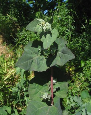 Trdgrdsmlla (Atriplex hortensis)