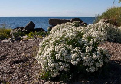 Strandkl (Crambe maritima)