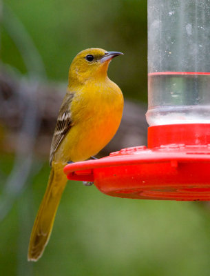 Hooded Oriole (Icterus cucullatus)