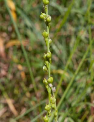 Hlddra (Myagrum perfoliatum)