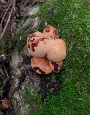 Oxtungssvamp (Fistulina hepatica)