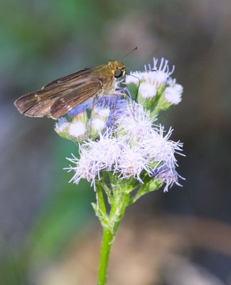 Purple-washed Skipper (Panoquina lucas)