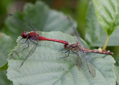 Blodröd ängstrollslända (Sympetrum sanguineum)