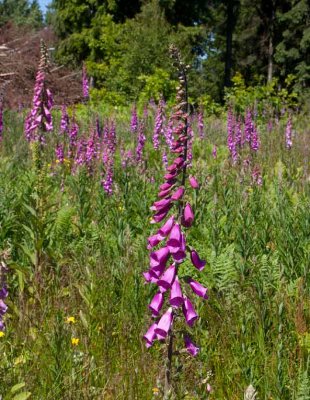 Fingerborgsblomma (Digitalis purpurea)