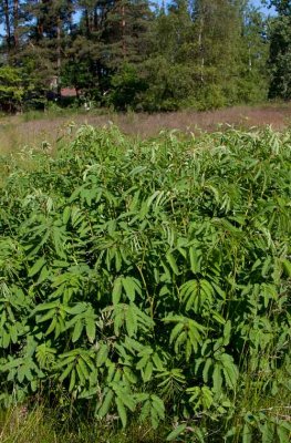 Axpimpinell (Sanguisorba dodecandra)