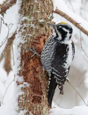 Three-toed Woodpecker (Picoides tridactylus)