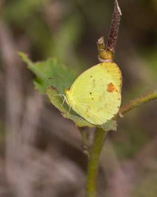 Mimosa Yellow (Pyrisitia nise)