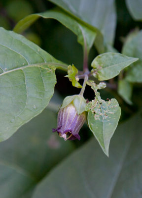 Belladonna (Atropa belladonna)