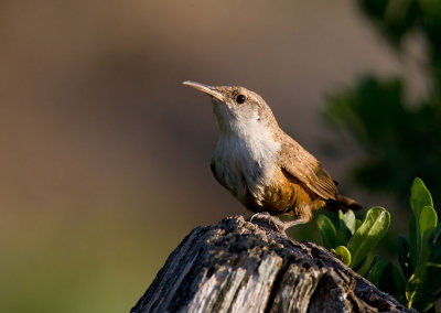 Canyon Wren (Catherpes mexicanus)
