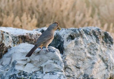 Canyon Towhee (Pipilo fuscus)