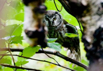 Tengmalm´s Owl (Aegolius funereus)