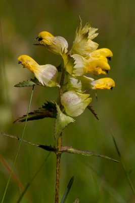 kta hskallra (Rhinanthus serotinus ssp. vernalis)