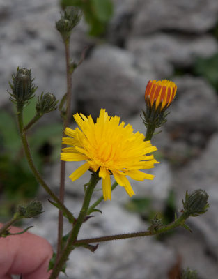 Bitterfibbla (Picris hieracioides)