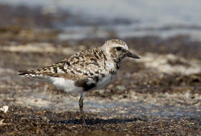 Grey Plover (Pluvialis squatarola)