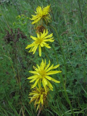 Svinrot (Scorzonera humilis)