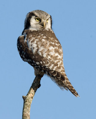 Northern Hawk Owl (Surnia ulula)