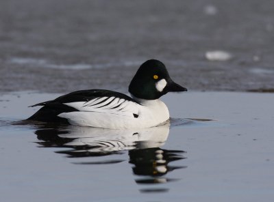 Common Goldeneye (Bucephala clangula)