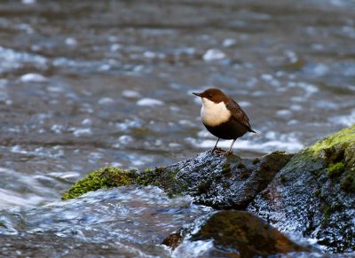 Dipper (Cinclus cinclus)