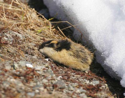 Lemming (Lemmus lemmus)