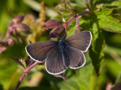 Brun blvinge (Aricia artaxerxes)