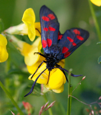 Sexflckig bastardsvrmare (Zygaena filipendulae)