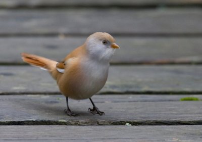 Bearded Tit (Panurus biarmicus)