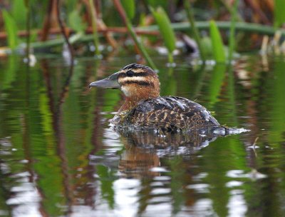 Masked Duck (Nomonyx dominicus)