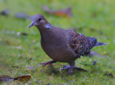 Oriental Turtle Dove (Streptopelia orientalis)