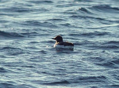 Brnnichs Guillemot (Uria lomvia)