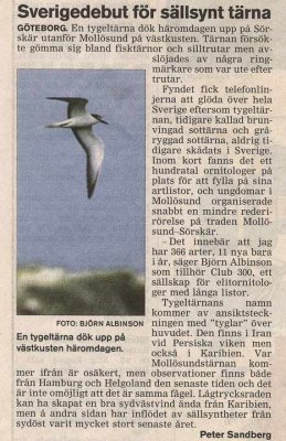 Bridled Tern (Sterna anaethetus)