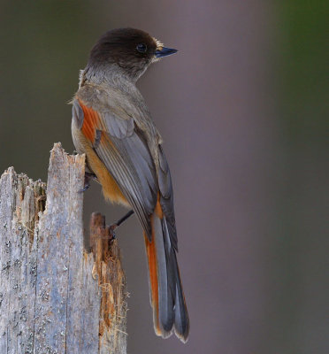 Siberian Jay (Perisoreus infaustus)