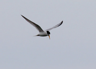 Little Tern (Sterna albifrons)