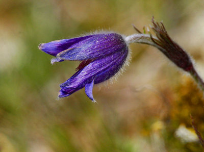 Backsippa (Pulsatilla vulgaris)